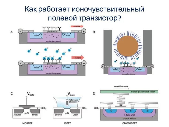 Как работает ионочувствительный полевой транзистор?