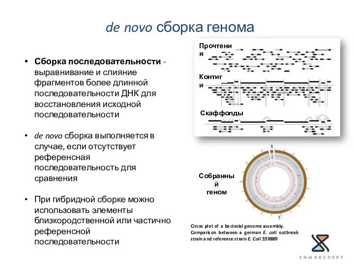 de novo сборка генома Circos plot of a bacterial genome assembly.