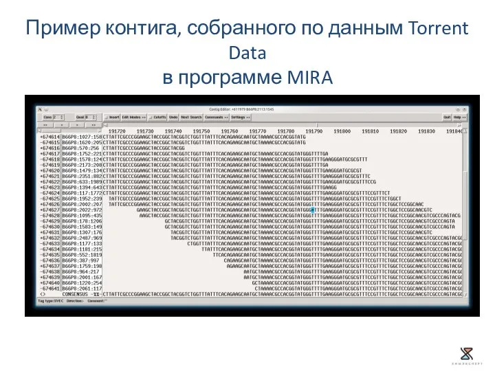 Пример контига, собранного по данным Torrent Data в программе MIRA