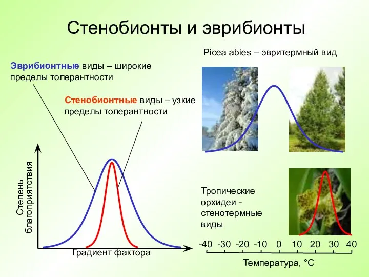 Стенобионты и эврибионты Градиент фактора Степень благоприятствия Эврибионтные виды – широкие