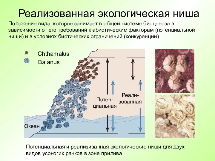 Реализованная экологическая ниша Chthamalus Balanus Океан Потен-циальная Реали-зованная Положение вида, которое