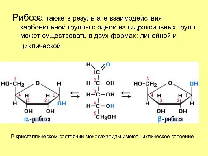 Рибоза также в результате взаимодействия карбонильной группы с одной из гидроксильных