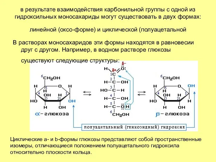 в результате взаимодействия карбонильной группы с одной из гидроксильных моносахариды могут