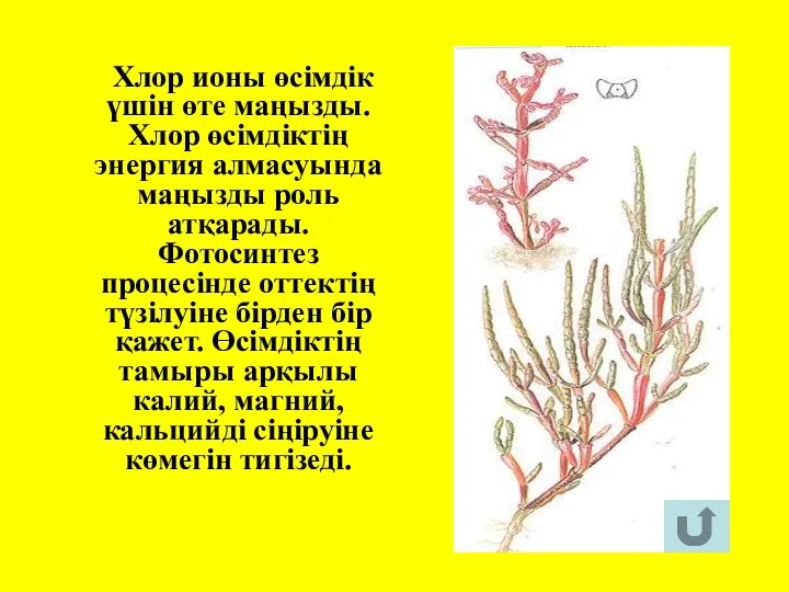 Хлор ионы өсімдік үшін өте маңызды. Хлор өсімдіктің энергия алмасуында маңызды