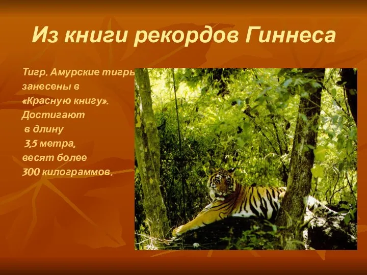 Из книги рекордов Гиннеса Тигр. Амурские тигры занесены в «Красную книгу».