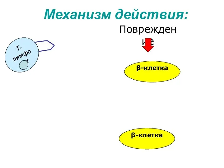 β-клетка Механизм действия: Повреждение β-клетка