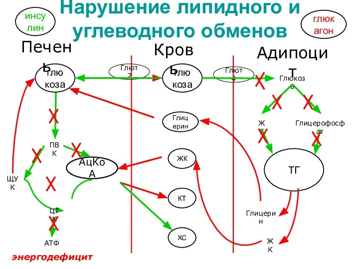 Нарушение липидного и углеводного обменов Кровь Печень Глют 2 АцКоА АТФ