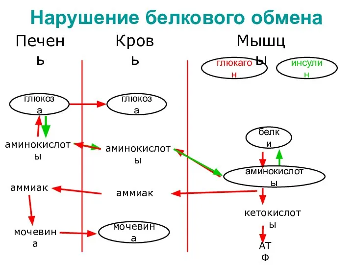 Нарушение белкового обмена Кровь Печень аминокислоты аммиак мочевина глюкоза Мышцы кетокислоты