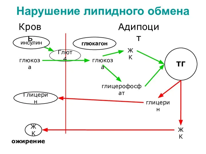 Нарушение липидного обмена Кровь глюкоза Глют 4 глюкоза Адипоцит ЖК глицерофосфат