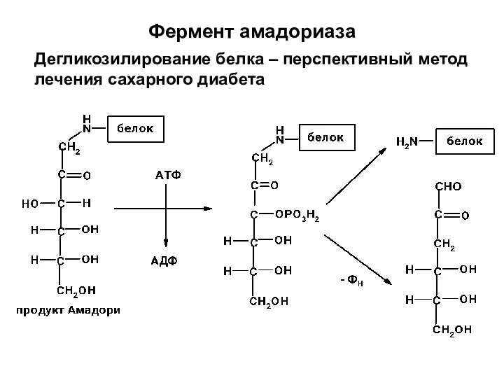 Фермент амадориаза Дегликозилирование белка – перспективный метод лечения сахарного диабета