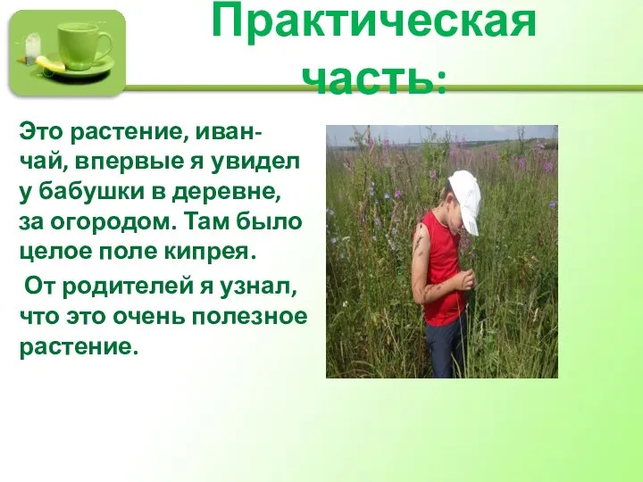 Практическая часть: Это растение, иван-чай, впервые я увидел у бабушки в