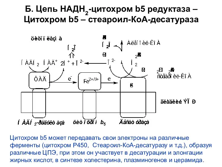 Б. Цепь НАДН2-цитохром b5 редуктаза – Цитохром b5 – стеароил-КоА-десатураза Цитохром