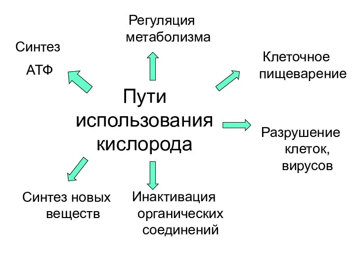 Пути использования кислорода Синтез АТФ Синтез новых веществ Инактивация органических соединений