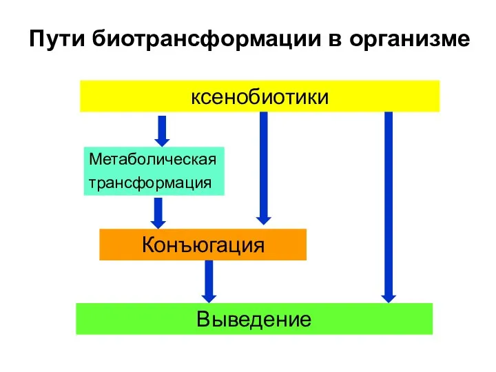 Пути биотрансформации в организме Метаболическая трансформация ксенобиотики Конъюгация Выведение