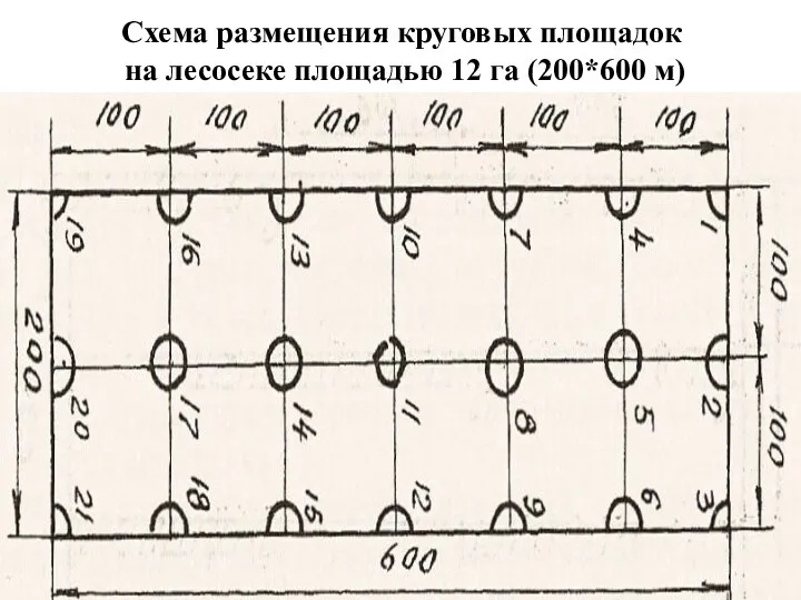 Схема размещения круговых площадок на лесосеке площадью 12 га (200*600 м)