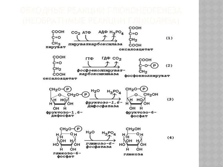 ОБХОДНЫЕ РЕАКЦИИ ГЛЮКОНЕОГЕНЕЗА (НЕОБРАТИМЫЕ РЕАКЦИИ ГЛИКОЛИЗА)