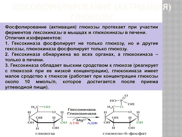 ФОСОФОРИЛИРОВАНИЕ (АКТИВАЦИЯ) ГЛЮКОЗЫ