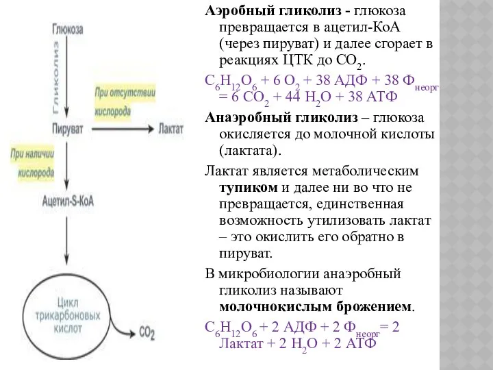 Аэробный гликолиз - глюкоза превращается в ацетил-КоА (через пируват) и далее