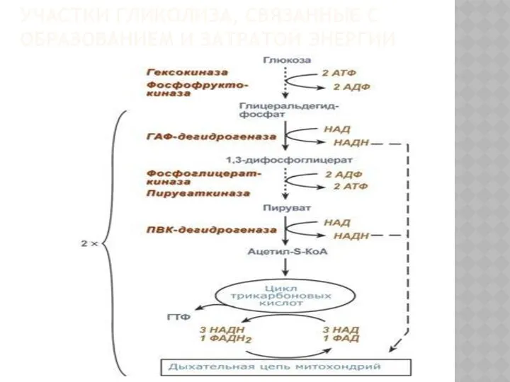 УЧАСТКИ ГЛИКОЛИЗА, СВЯЗАННЫЕ С ОБРАЗОВАНИЕМ И ЗАТРАТОЙ ЭНЕРГИИ