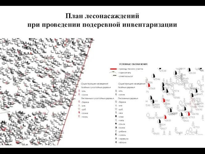 План лесонасаждений при проведении подеревной инвентаризации