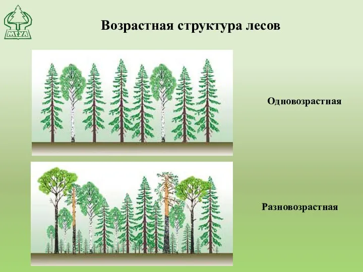 Возрастная структура лесов Одновозрастная Разновозрастная