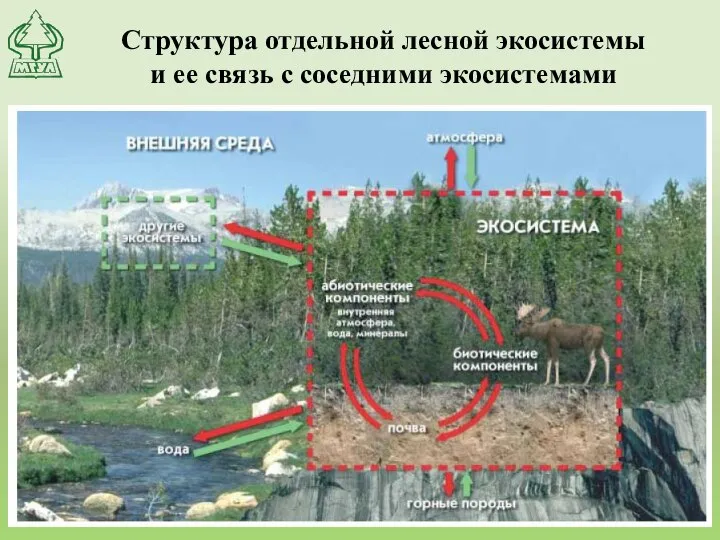 Структура отдельной лесной экосистемы и ее связь с соседними экосистемами