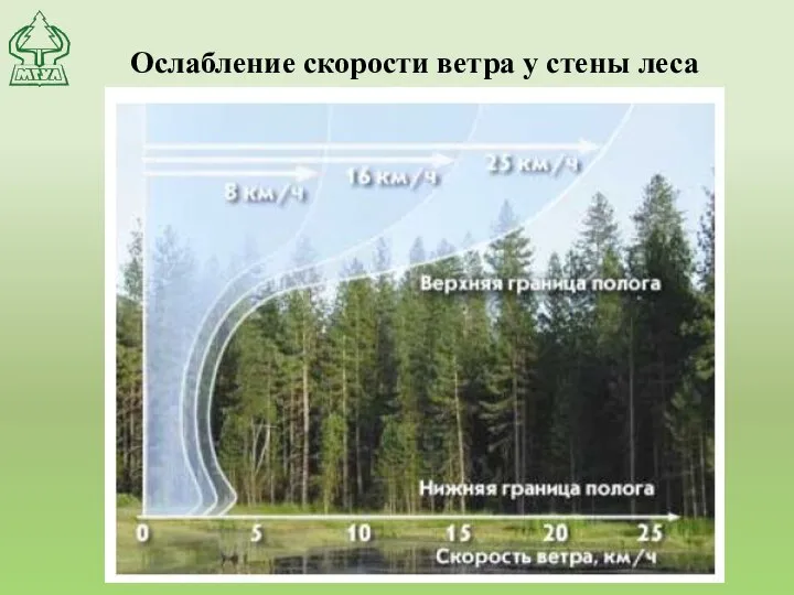 Ослабление скорости ветра у стены леса