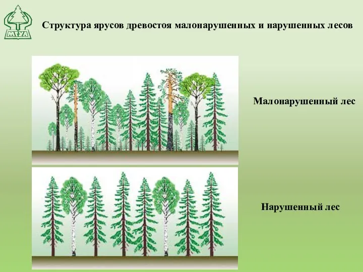 Структура ярусов древостоя малонарушенных и нарушенных лесов Малонарушенный лес Нарушенный лес