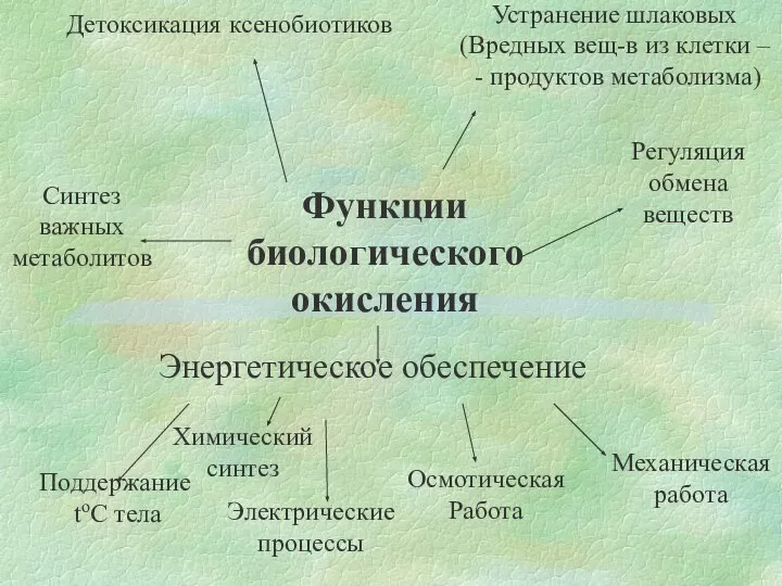 Детоксикация ксенобиотиков Регуляция обмена веществ Устранение шлаковых (Вредных вещ-в из клетки