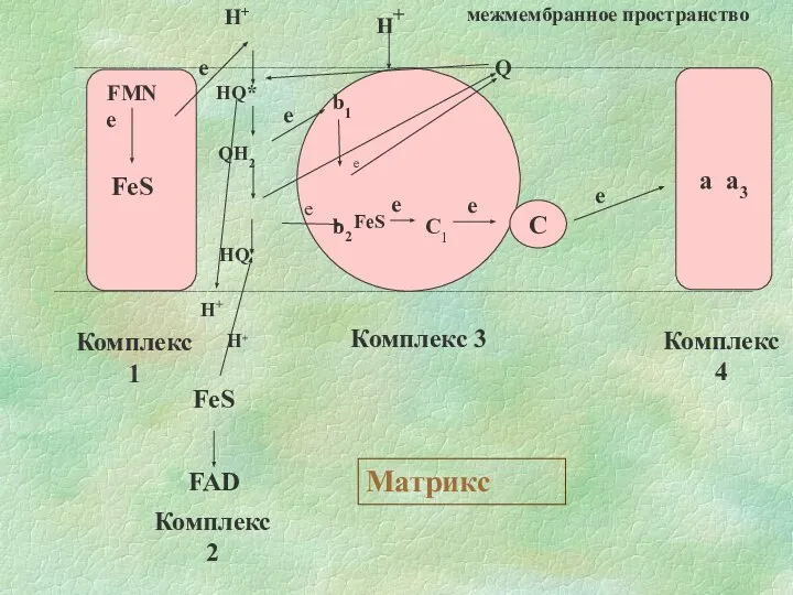 FMN е FeS H+ HQ* QH2 HQ* H+ b1 e b2