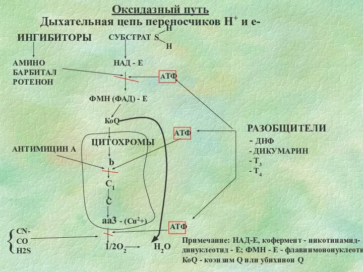 Оксидазный путь Дыхательная цепь переносчиков Н+ и е- ИНГИБИТОРЫ АМИНО БАРБИТАЛ