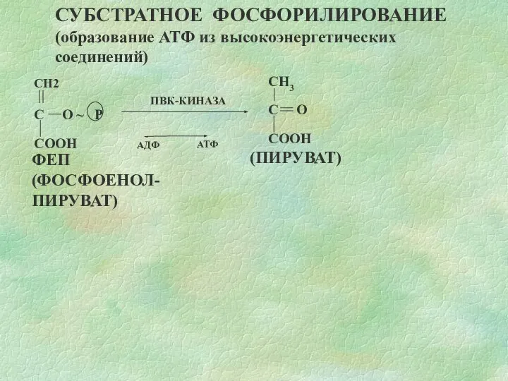 СУБСТРАТНОЕ ФОСФОРИЛИРОВАНИЕ (образование АТФ из высокоэнергетических соединений) СН2 С O ~