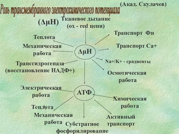 Тканевое дыхание (ox - red цепи) Роль трансмембранного электрохимического потенциала (ΔμH) (Акад. Скулачев)