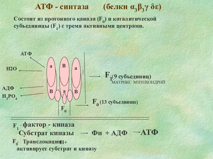 АТФ - синтаза (белки α3β3γ δε) а B B B a