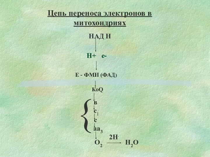 НАД Н Н+ е- Е - ФМН (ФАД) О2 2Н. Н2О Цепь переноса электронов в митохондриях