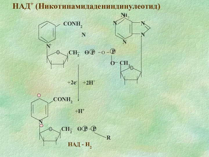 НАД+ (Никотинамидадениндинулеотид) +2e- +2H+