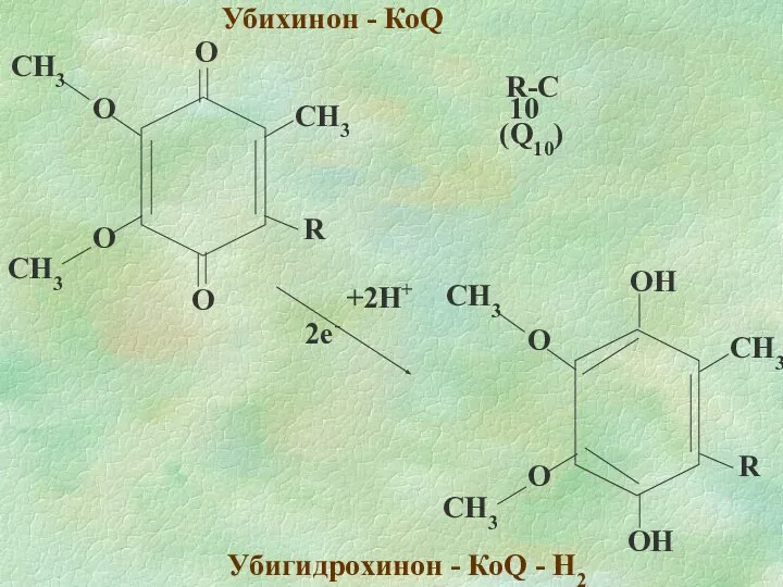 Убихинон - КоQ Убигидрохинон - КоQ - H2 2e- +2H+