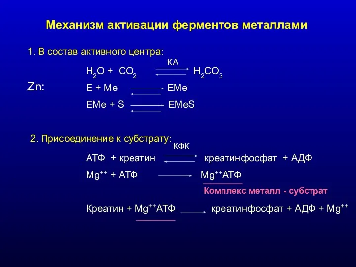 Механизм активации ферментов металлами 1. В состав активного центра: Н2О +