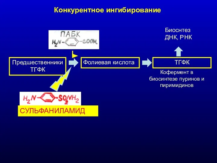 Конкурентное ингибирование ПредшественникиТГФК Фолиевая кислота ТГФК Биоснтез ДНК, РНК Кофермент в биосинтезе пуринов и пиримидинов СУЛЬФАНИЛАМИД