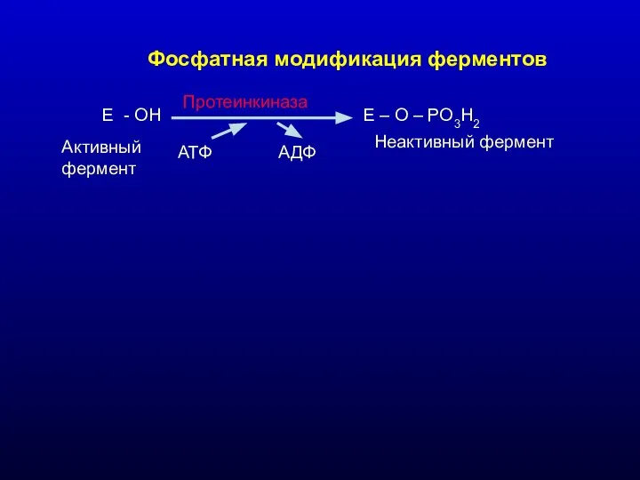Фосфатная модификация ферментов Е - ОН Е – О – РО3Н2