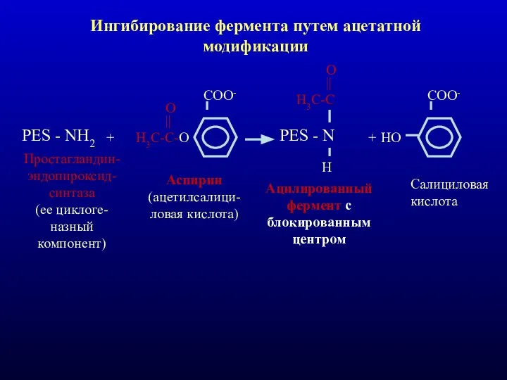 Ингибирование фермента путем ацетатной модификации PES - NH2 + Н3С-С-О ||