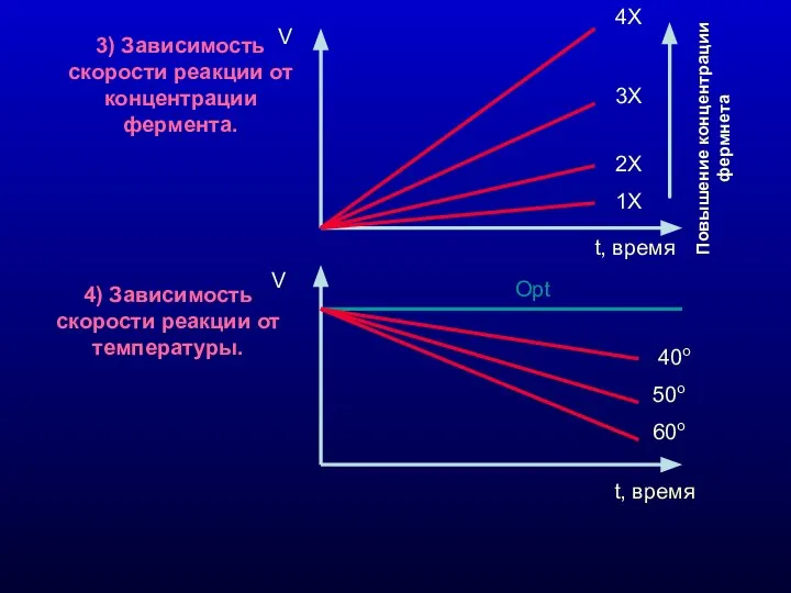 3) Зависимость скорости реакции от концентрации фермента. 4) Зависимость скорости реакции