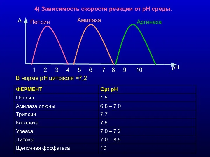 4) Зависимость скорости реакции от рН среды. В норме рН цитозоля