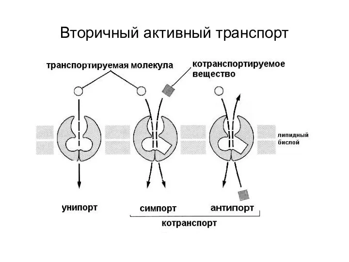 Вторичный активный транспорт