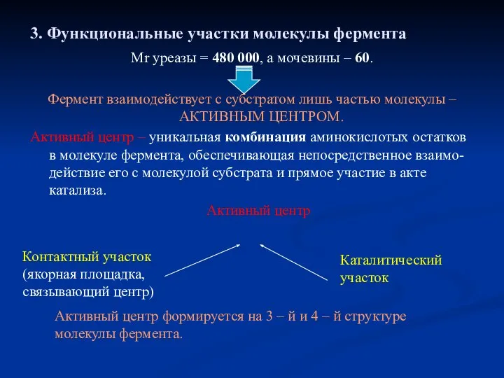 3. Функциональные участки молекулы фермента Мr уреазы = 480 000, а