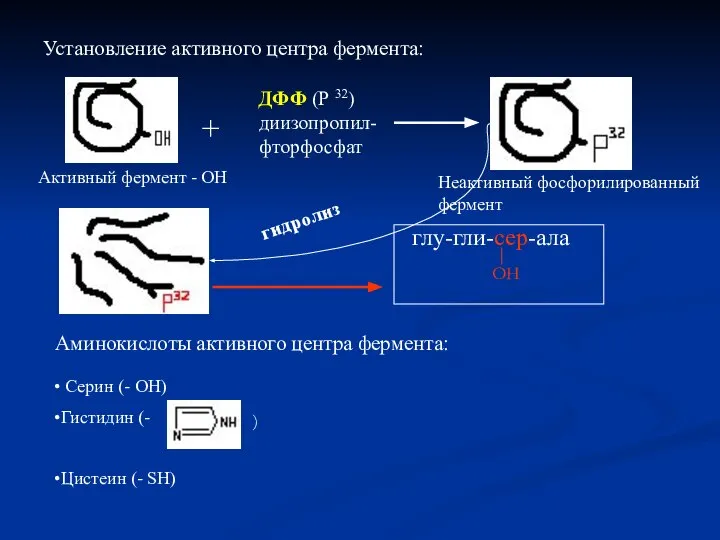 Установление активного центра фермента: Активный фермент - ОН + ДФФ (Р