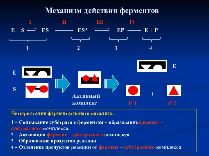 Механизм действия ферментов Е + S ES ES* EP E +