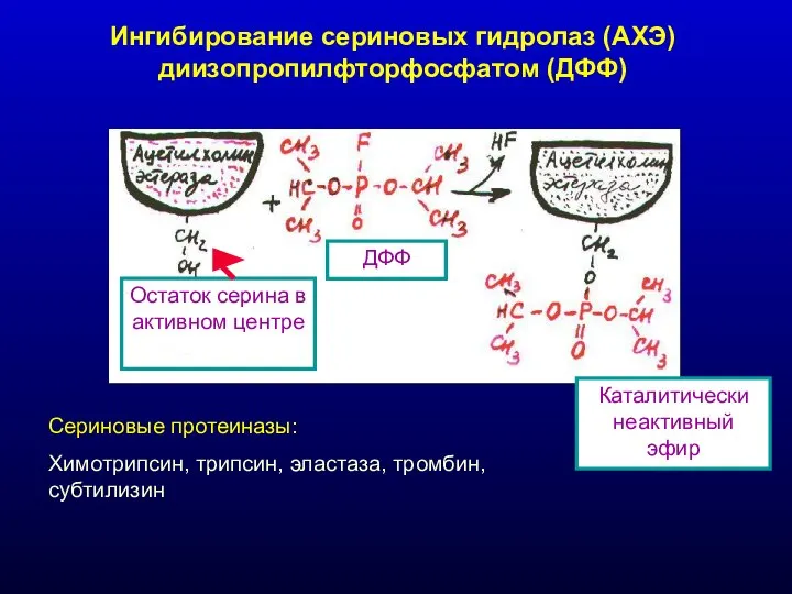 Ингибирование сериновых гидролаз (АХЭ) диизопропилфторфосфатом (ДФФ) Остаток серина в активном центре