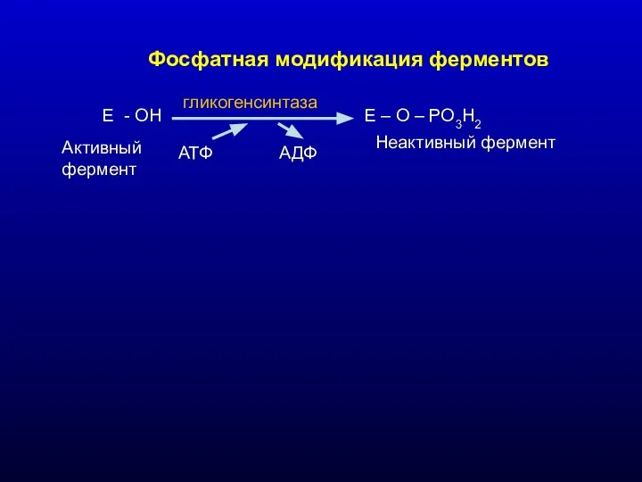 Фосфатная модификация ферментов Е - ОН Е – О – РО3Н2