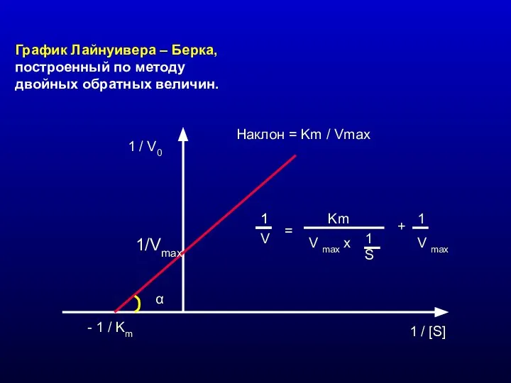 График Лайнуивера – Берка, построенный по методу двойных обратных величин. 1